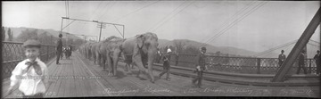 Circus elephants are lead across the Ohio River as several spectators watch including a delighted little boy on the left. None of the subjects are identified.
