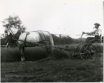 Gottfried Aegerter using a horse drawn mower to cut hay.  Helvetia, W. Va.