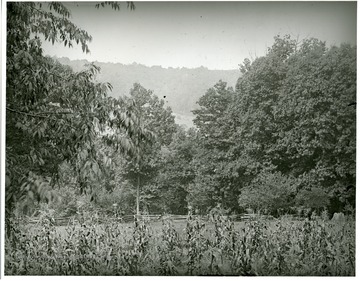 Corn field with trees in the background at Helvetia, W. Va.